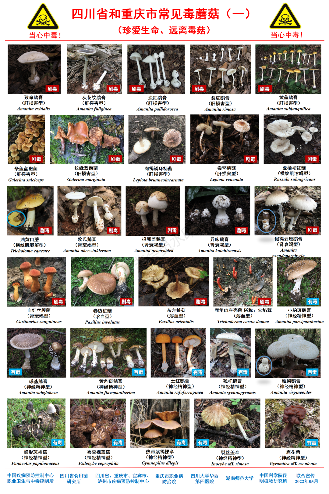 鲜艳的蘑菇才有毒？常见毒蘑菇图鉴来了！请收藏