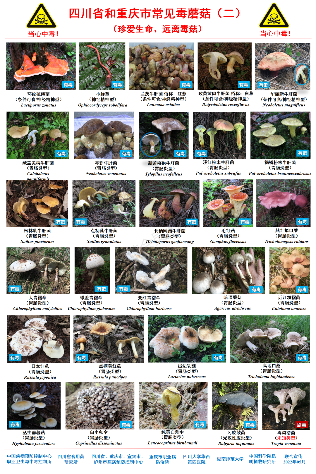 鲜艳的蘑菇才有毒？常见毒蘑菇图鉴来了！请收藏
